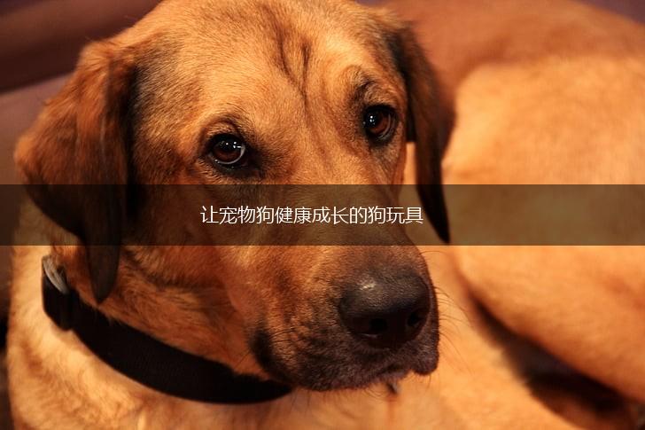 让宠物狗健康成长的狗玩具,第1张