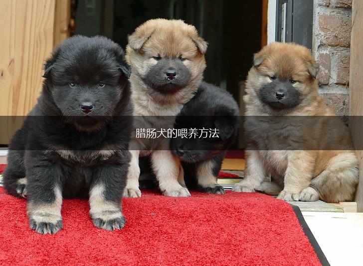 腊肠犬的喂养方法,第1张