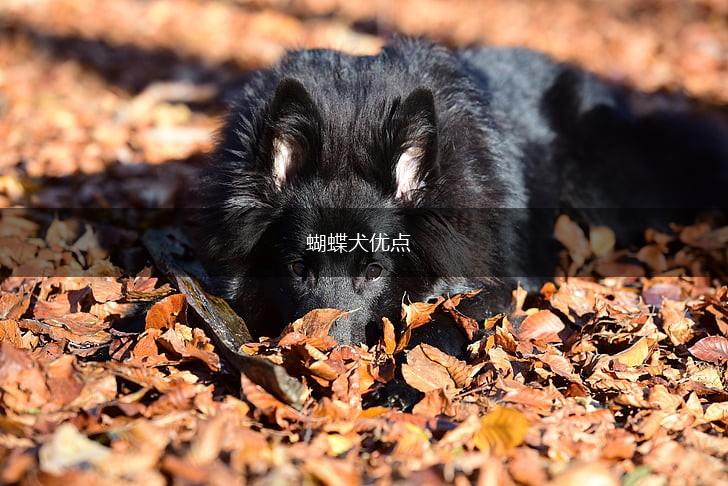 蝴蝶犬优点,第1张