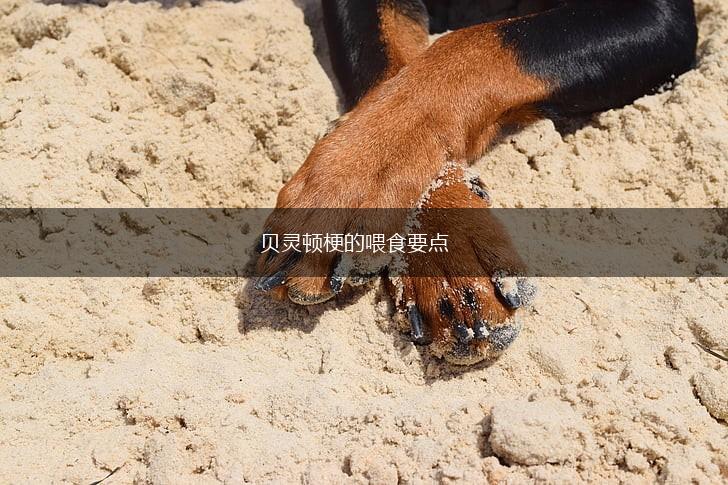 贝灵顿梗的喂食要点,第1张