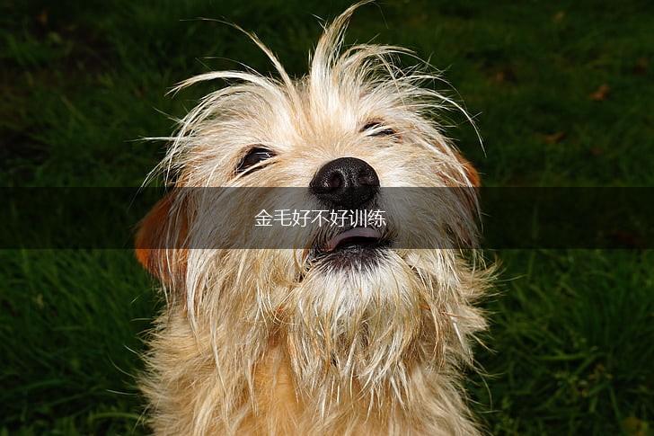 金毛好不好训练,第1张
