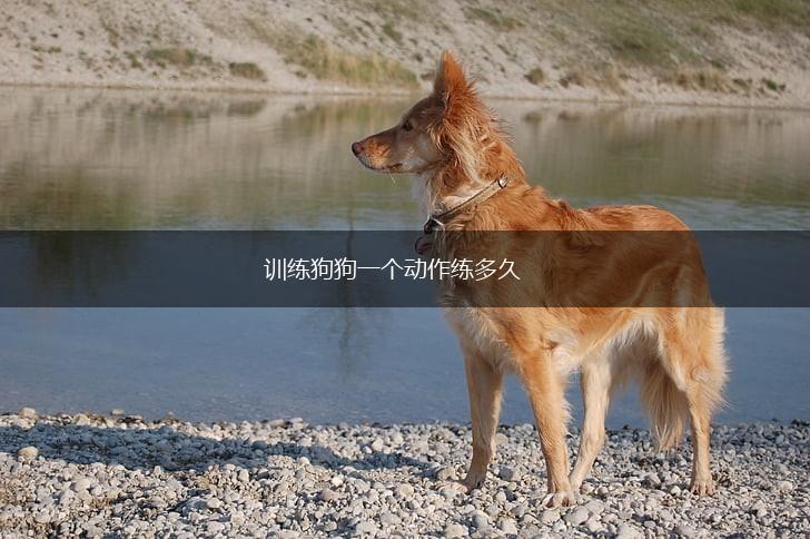 训练狗狗一个动作练多久,第1张