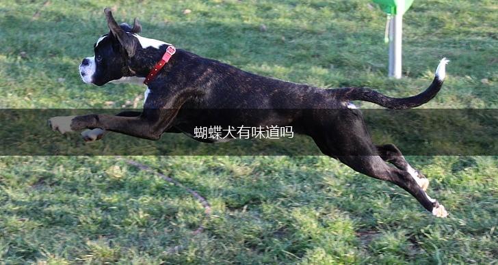 蝴蝶犬有味道吗,第1张