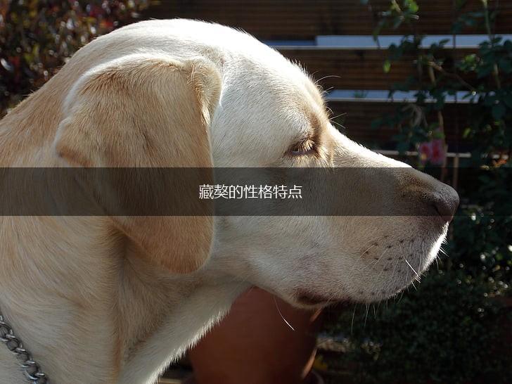 藏獒的性格特点,第1张