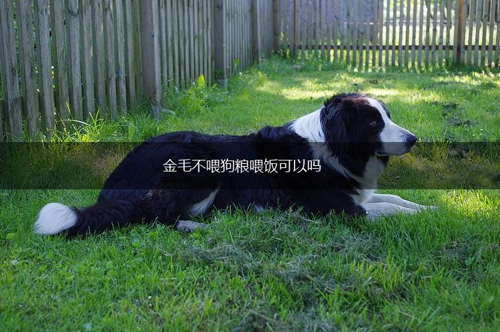 金毛不喂狗粮喂饭可以吗,第1张