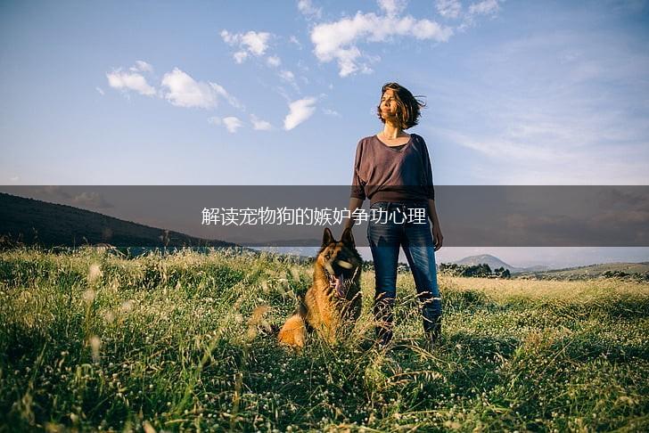 解读宠物狗的嫉妒争功心理,第1张