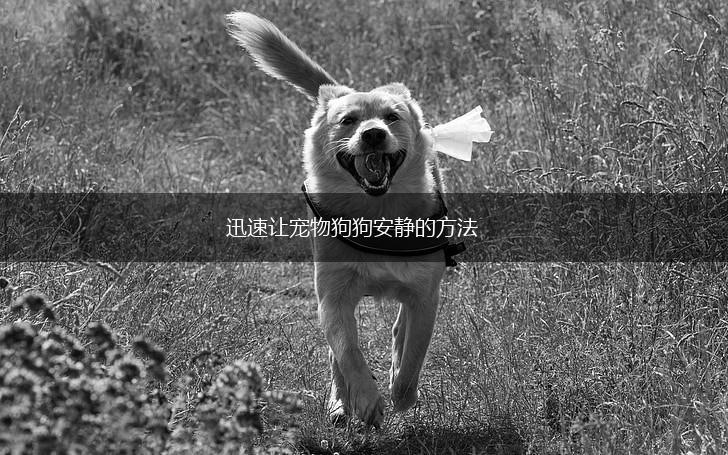 迅速让宠物狗狗安静的方法,第1张