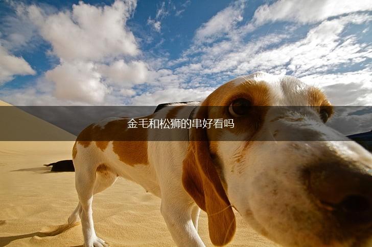 金毛和松狮的串好看吗,第1张