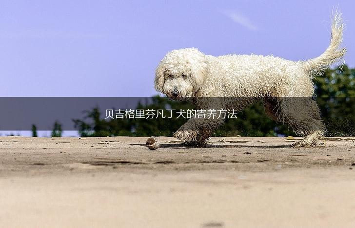 贝吉格里芬凡丁犬的寄养方法,第1张