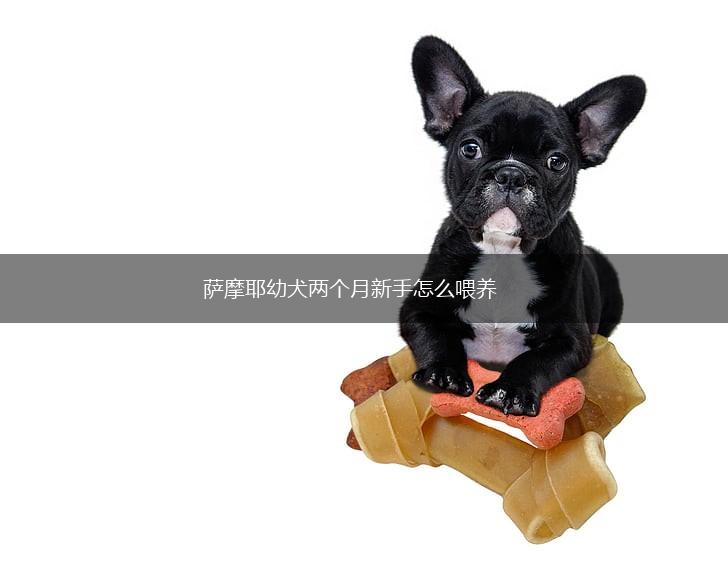 萨摩耶幼犬两个月新手怎么喂养,第1张