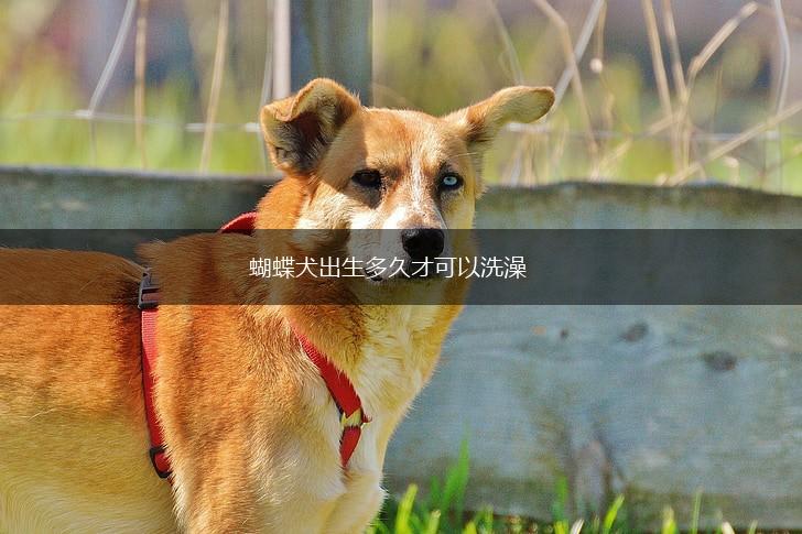 蝴蝶犬出生多久才可以洗澡,第1张