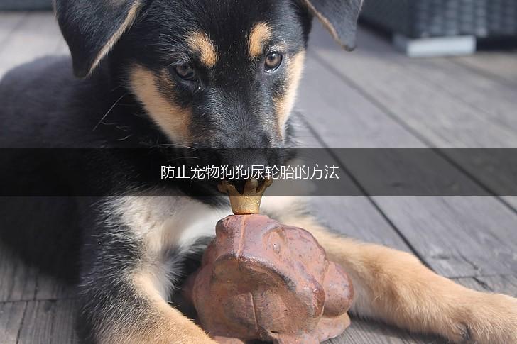 防止宠物狗狗尿轮胎的方法,第1张