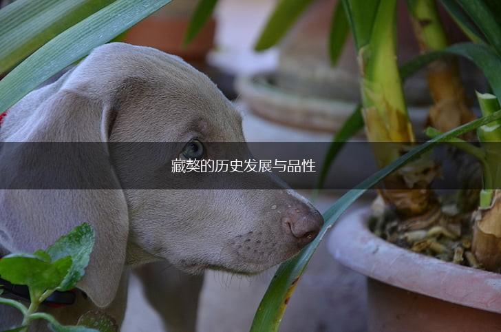 藏獒的历史发展与品性,第1张