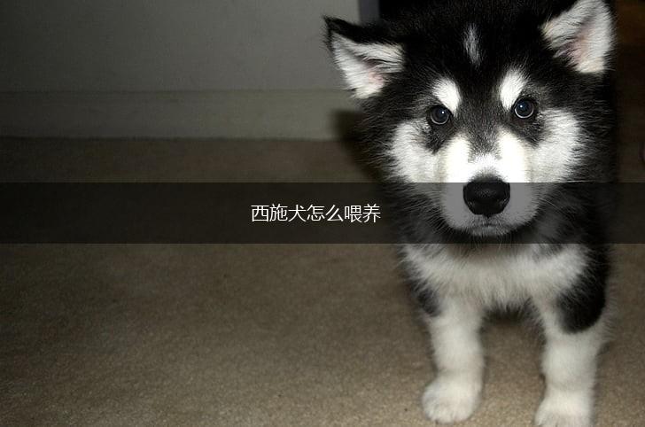 西施犬怎么喂养,第1张 西施犬怎么喂养,第1张