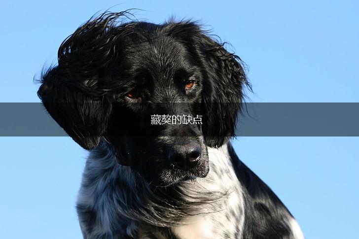 藏獒的缺点,第1张 藏獒的缺点,第1张