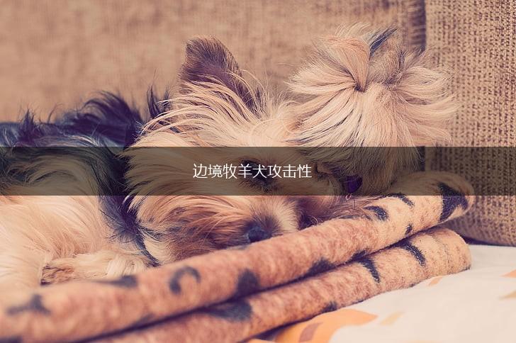 边境牧羊犬攻击性,第1张