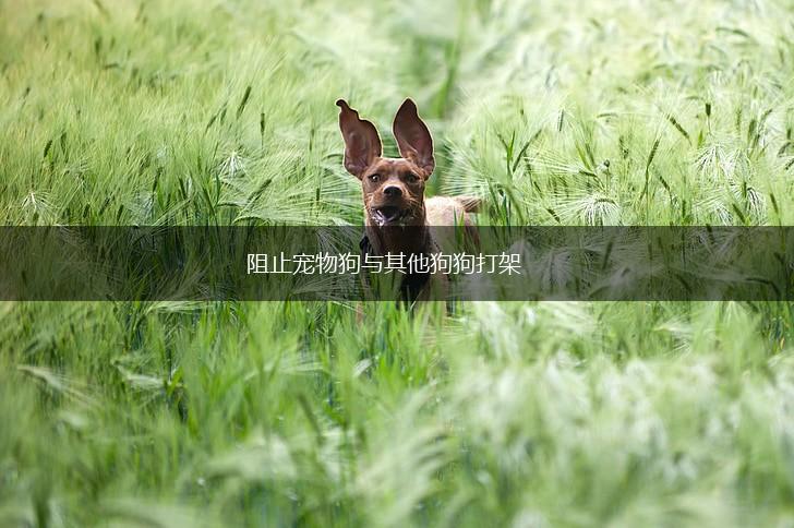 阻止宠物狗与其他狗狗打架,第1张