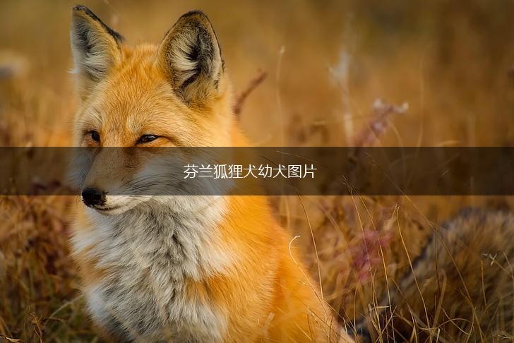 芬兰狐狸犬幼犬图片,第1张