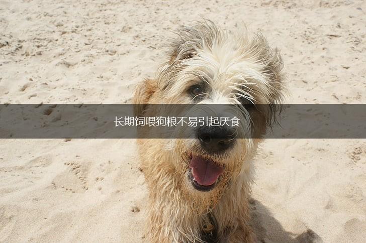 长期饲喂狗粮不易引起厌食,第1张