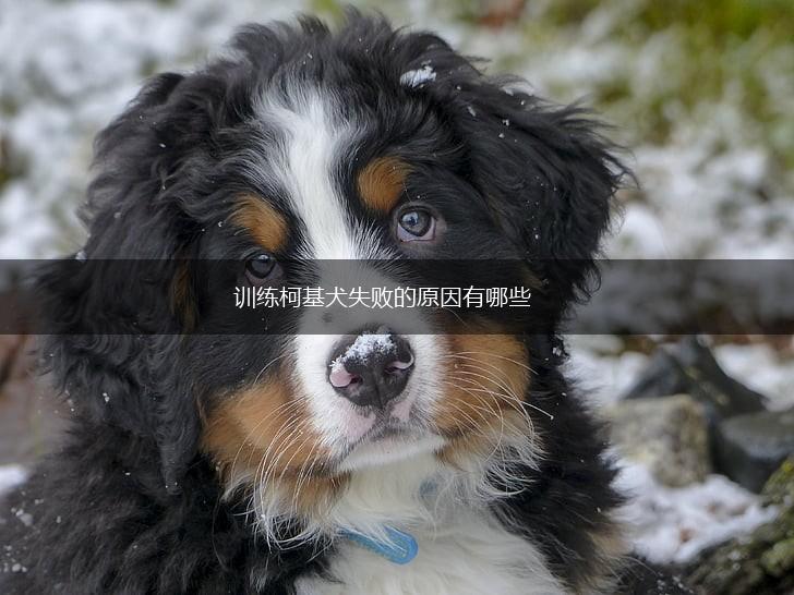 训练柯基犬失败的原因有哪些,第1张