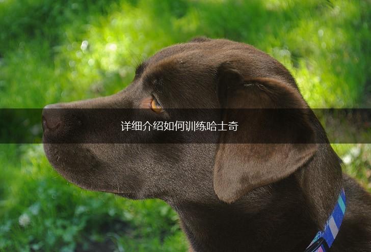 详细介绍如何训练哈士奇,第1张