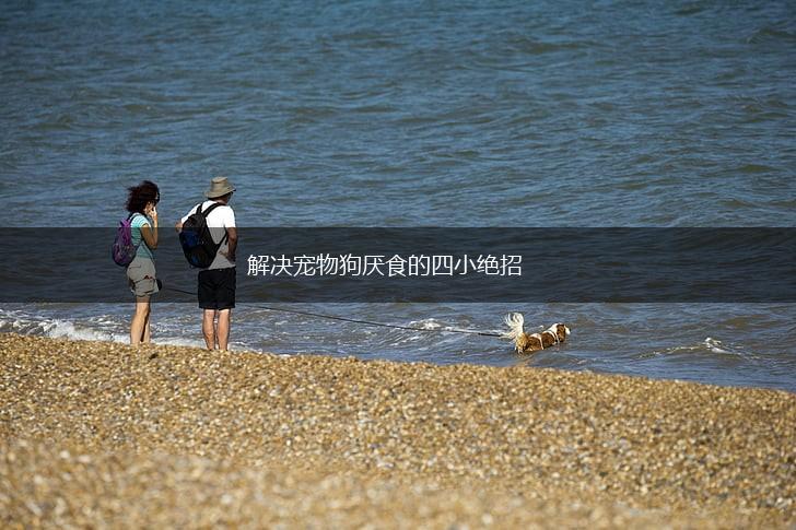 解决宠物狗厌食的四小绝招,第1张