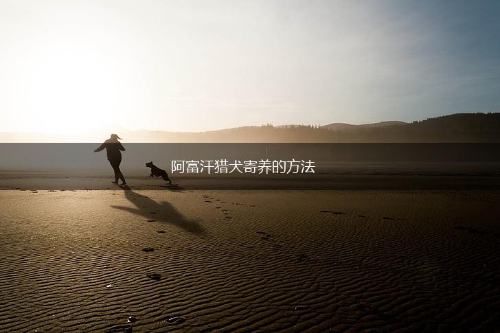 阿富汗猎犬寄养的方法,第1张