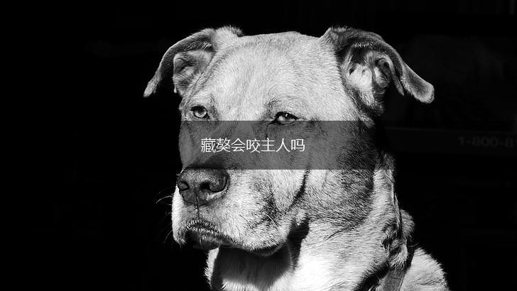 藏獒会咬主人吗,第1张