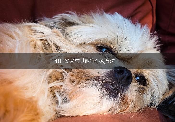 阻止爱犬与其他狗斗殴方法,第1张