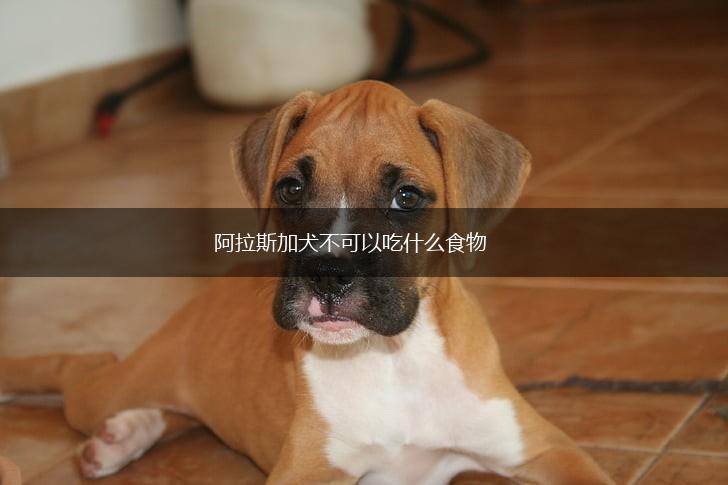 阿拉斯加犬不可以吃什么食物,第1张