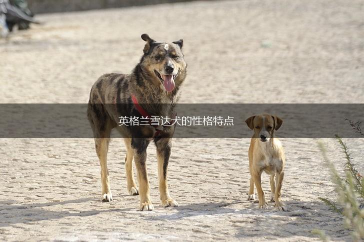 英格兰雪达犬的性格特点,第1张
