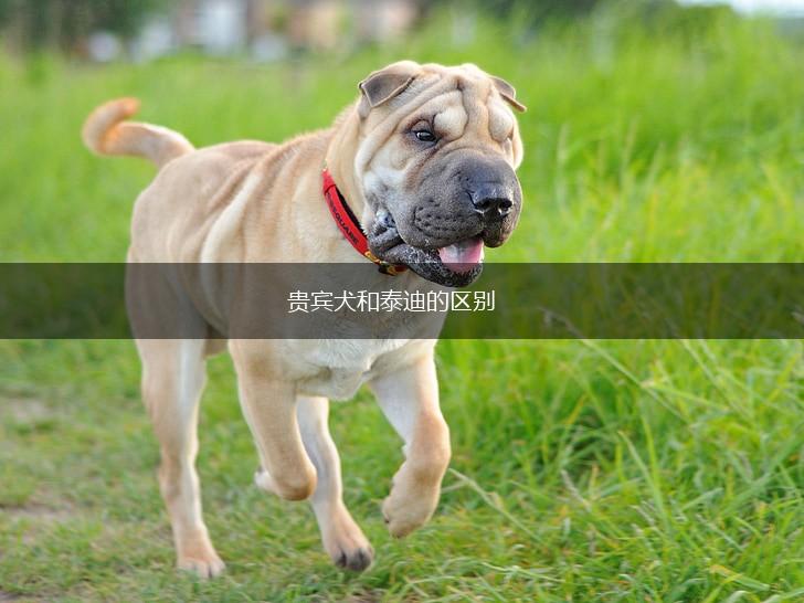 贵宾犬和泰迪的区别,第1张