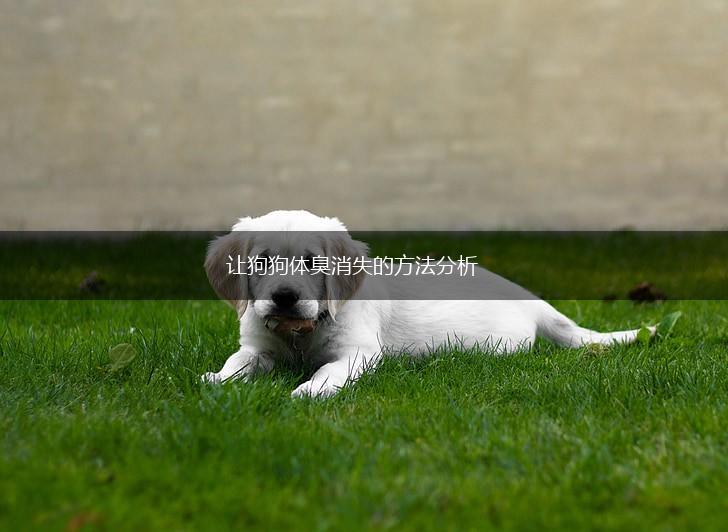 让狗狗体臭消失的方法分析,第1张