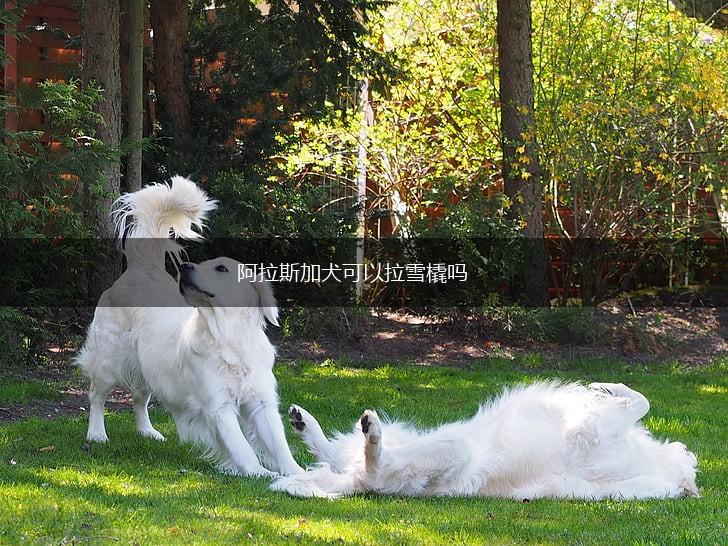 阿拉斯加犬可以拉雪橇吗,第1张