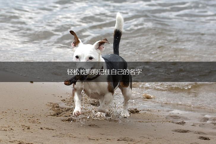 轻松教狗狗记住自己的名字,第1张