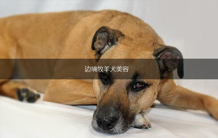 边境牧羊犬美容,第1张
