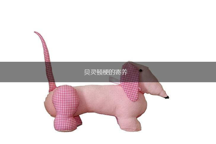贝灵顿梗的寄养,第1张