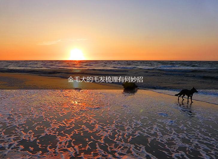 金毛犬的毛发梳理有何妙招,第1张