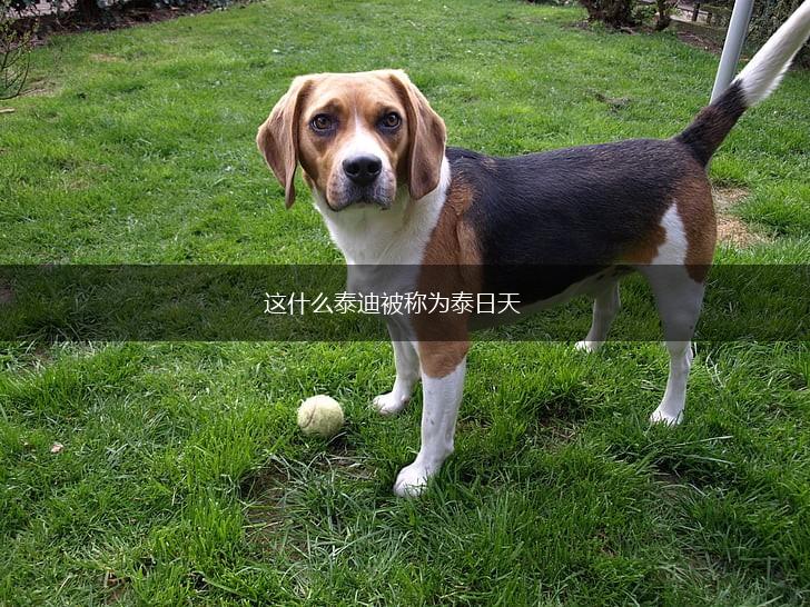 这什么泰迪被称为泰日天,第1张
