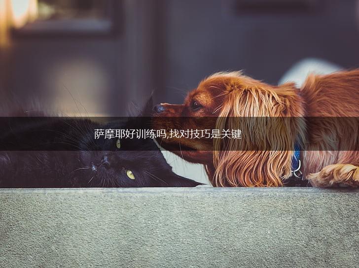 萨摩耶好训练吗,找对技巧是关键,第1张