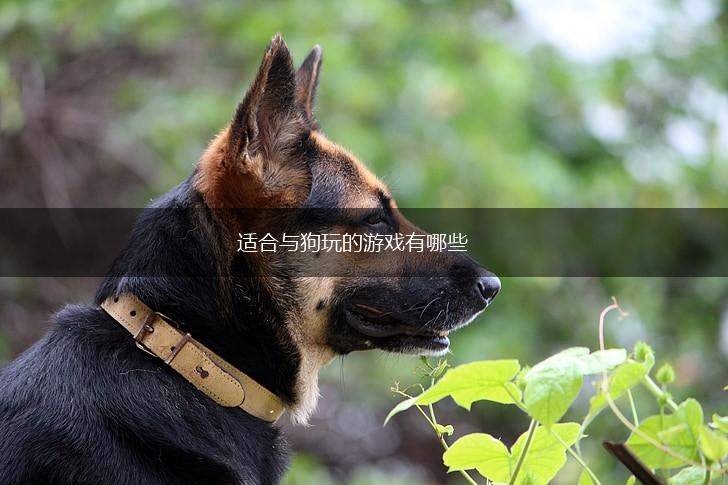 适合与狗玩的游戏有哪些,第1张