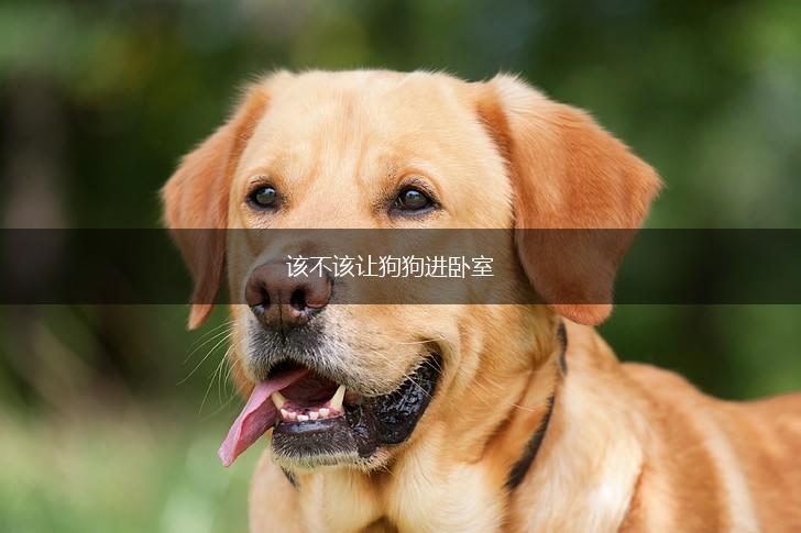 该不该让狗狗进卧室,第1张 该不该让狗狗进卧室,第1张