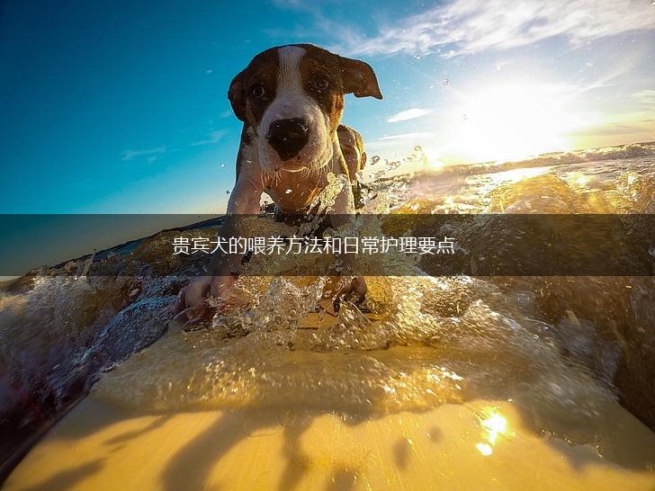 贵宾犬的喂养方法和日常护理要点,第1张