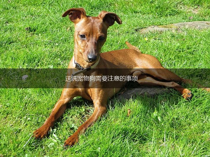 送洗宠物狗需要注意的事项,第1张