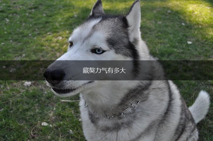 藏獒力气有多大,第1张