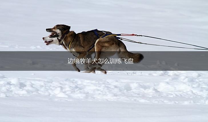 边境牧羊犬怎么训练飞盘,第1张
