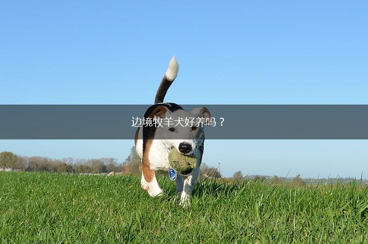 边境牧羊犬好养吗？,第1张