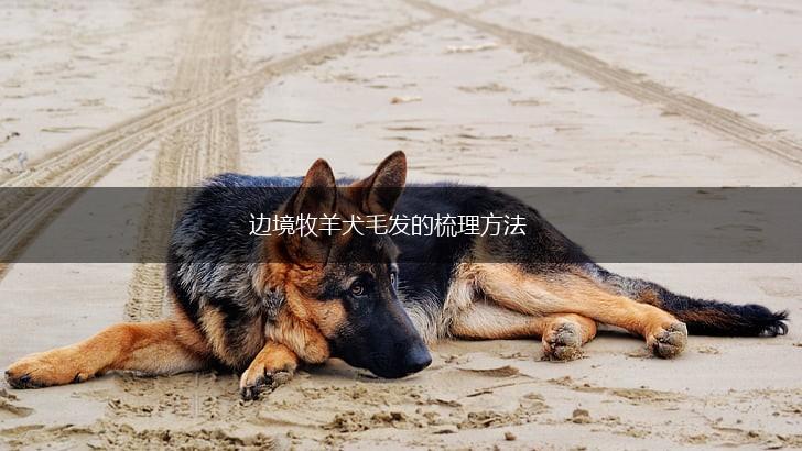 边境牧羊犬毛发的梳理方法,第1张 边境牧羊犬毛发的梳理方法,第1张