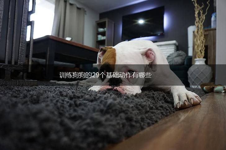 训练狗狗的29个基础动作有哪些,第1张