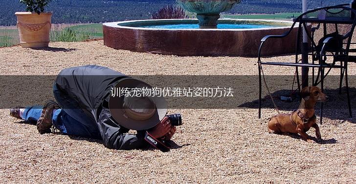 训练宠物狗优雅站姿的方法,第1张 训练宠物狗优雅站姿的方法,第1张